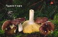 Russula integra-amf1686-2
